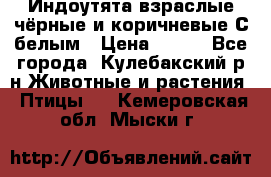 Индоутята взраслые чёрные и коричневые С белым › Цена ­ 450 - Все города, Кулебакский р-н Животные и растения » Птицы   . Кемеровская обл.,Мыски г.